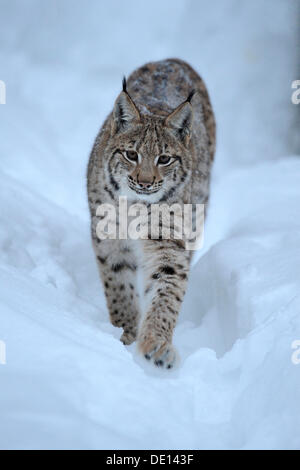 Eurasischer Luchs (Lynx Lynx) Cub laufen durch den Tiefschnee, Verbindung, Bayerischen Wald National Forest, Bayern Stockfoto