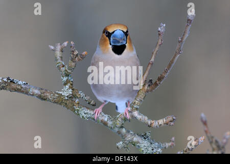 Kernbeißer (Coccothraustes Coccothraustes), männliche in der Zucht Gefieder, thront auf Apple Ast, UNESCO-Biosphärenreservat Stockfoto