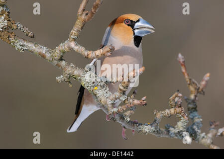 Kernbeißer (Coccothraustes Coccothraustes), männliche in der Zucht Gefieder, thront auf Apple Ast, UNESCO-Biosphärenreservat Stockfoto