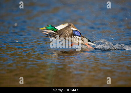 Stockente oder wilde Ente (Anas Platyrhynchos), Drake ausziehen Stockfoto