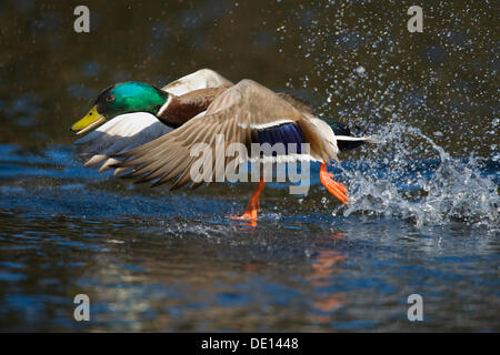 Stockente oder wilde Ente (Anas Platyrhynchos), Drake ausziehen Stockfoto