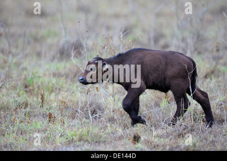 Afrikanischer Büffel (Syncerus Caffer), Kalb, Lake Nakuru National Park, Kenia, Ostafrika, Afrika Stockfoto