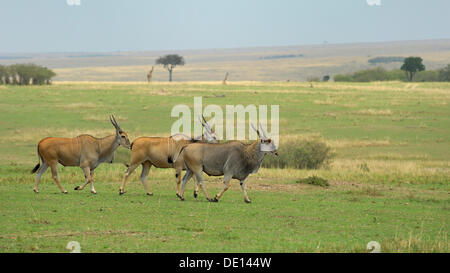 Gemeinsame Eland, südlichen Eland (Tauro Oryx), Herde Wandern Landschaft, Masai Mara National Reserve, Kenia, Ostafrika
