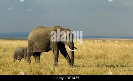 Afrikanischer Bush Elefant (Loxodonta Africana), Kuh mit Neugeborenen Kalb Wandern Landschaft mit stürmischen Himmel Stockfoto