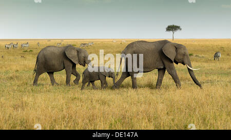 Afrikanischer Bush Elefant (Loxodonta Africana), Gruppe mit Neugeborenen Kalb Wandern Landschaft mit stürmischen Himmel Stockfoto