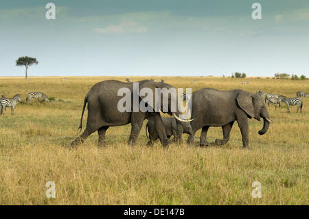 Afrikanischer Bush Elefant (Loxodonta Africana), Gruppe mit Neugeborenen Kalb Wandern Landschaft mit stürmischen Himmel Stockfoto