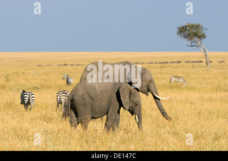 Afrikanischer Bush Elefant (Loxodonta Africana), Gruppe wandernden Landschaft, Masai Mara National Reserve, Kenia, Ostafrika, Afrika Stockfoto