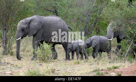 Afrikanischer Bush Elefant (Loxodonta Africana), Kühe mit Kälbern, Masai Mara National Reserve, Kenia, Ostafrika, Afrika Stockfoto