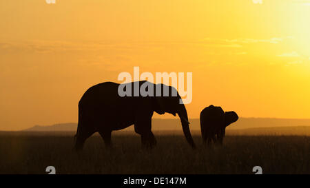 Afrikanischer Elefant (Loxodonta Africana), Elefanten im Sonnenuntergang, Masai Mara National Reserve, Kenia, Ostafrika, Afrika Stockfoto