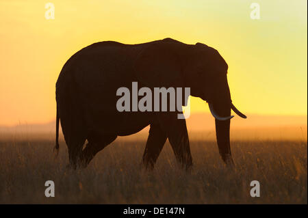 Afrikanischer Elefant (Loxodonta Africana) bei Sonnenuntergang, Masai Mara National Reserve, Kenia, Ostafrika, Afrika Stockfoto