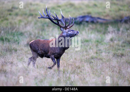 Rothirsch (Cervus Elaphus), königliche Hirsch, Hirsch Brunft, Platzhirsch, Angeberei, Jaegersborg, Dänemark, Skandinavien, Europa Stockfoto