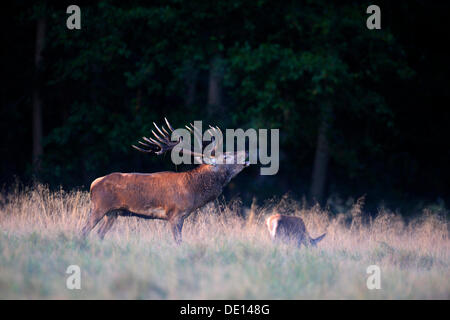 Rothirsch (Cervus Elaphus)), Spurrinnenbildung Hirsch, Platzhirsch, brüllen, Hirsch mit Doe an einem Septembermorgen, Bodennebel, Hinterbeine Stockfoto