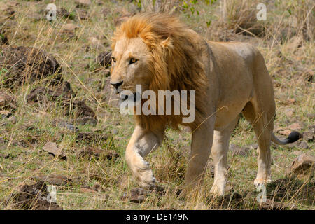 Löwe (Panthera Leo), Erwachsene männlich, Masai Mara National Reserve, Kenia, Afrika Stockfoto