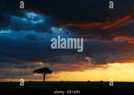 Lichtstimmung, abends in der Masai Mara National Reserve, Kenia, Afrika Stockfoto