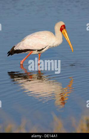 Gelb-billed Stork (Mycteria Ibis), Masai Mara National Reserve, Kenia, Afrika Stockfoto