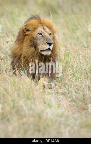 Löwe (Panthera Leo), Alter Mann, Porträt, Masai Mara National Reserve, Kenia, Afrika Stockfoto