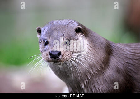 Fischotter (Lutra Lutra), Porträt, Karelien, Ost-Finnland, Finnland, Europa Stockfoto