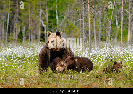 Braunbär (Ursus Arctos) Weibchen mit jungen in einem Wollgras moor, Karelien, Ostfinnland, Europa Stockfoto