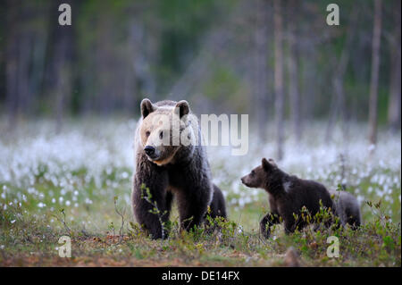 Braunbär (Ursus Arctos) Weibchen mit jungen in einem Wollgras moor, Karelien, Ostfinnland, Europa Stockfoto