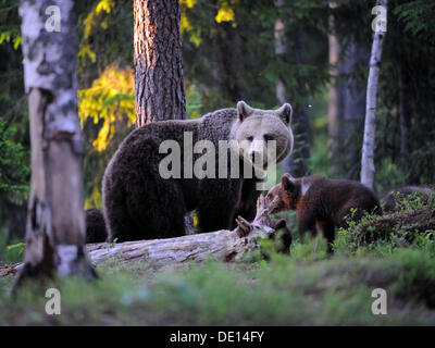 Braunbär (Ursus Arctos) Weibchen mit jungen in einem Nadelwald, Karelien, Ostfinnland, Europa Stockfoto