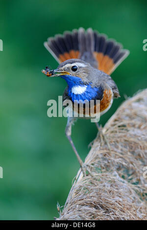 Weiß gefleckten Blaukehlchen (Luscinia Svecica Cyanecula), sitzen auf ein Rohr mit Nahrung im Schnabel, Donauauen, Bayern Stockfoto