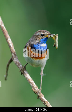 Weiß gefleckten Blaukehlchen (Luscinia Svecica Cyanecula), thront auf Zweig mit Nahrung im Schnabel, Donauauen, Bayern Stockfoto