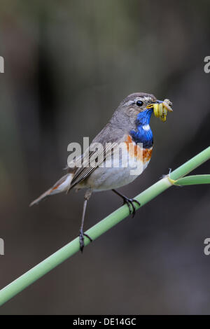 Weiß gefleckten Blaukehlchen (Luscinia Svecica Cyanecula), thront auf Schilf mit Nahrung im Schnabel, Donauauen, Bayern Stockfoto