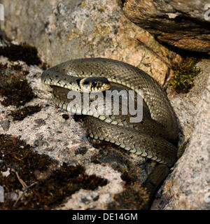 Ringelnatter (Natrix Natrix), Hornborgasjoen See, Vaestergoetland, Schweden, Skandinavien, Europa Stockfoto