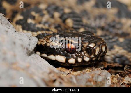 Kreuzotter (Vipera Berus), Hornborgasee, Vaestergoetland, Schweden, Skandinavien, Europa Stockfoto