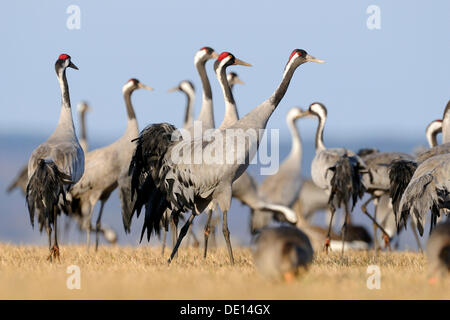 Gemeinsame oder eurasische Kraniche (Grus Grus), große Gruppe am Schlafplatz, Hornborgasee, Hornborgasjoen, Vaestergoetland, Schweden Stockfoto