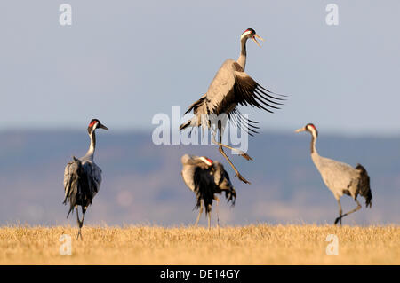 Gemeinsame oder eurasische Kraniche (Grus Grus), Vogel in Roost, tanzen Hornborgasee, Hornborgasjoen, Vaestergoetland, Schweden Stockfoto