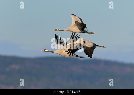 Gemeinsame oder eurasische Kraniche (Grus Grus), Kran-Familie auf der Flucht, Hornborgasee, Hornborgasjoen, Vaestergoetland, Schweden Stockfoto