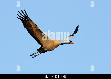 Gemeinsame oder eurasischer Kranich (Grus Grus), im Flug, Hornborgasee, Hornborgasjoen, Vaestergoetland, Schweden, Skandinavien, Europa Stockfoto