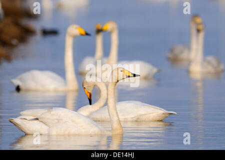 Singschwäne (Cygnus Cygnus), Rastplatz, Hornborgasjoen, Vaestergoetland, Schweden, Skandinavien, Europa Stockfoto