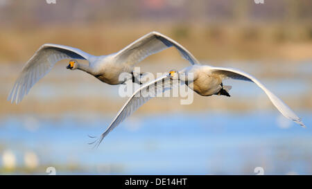 Singschwäne (Cygnus Cygnus), fliegen Zuchtpaar, Hornborgasjoen, Vaestergoetland, Schweden, Skandinavien, Europa Stockfoto