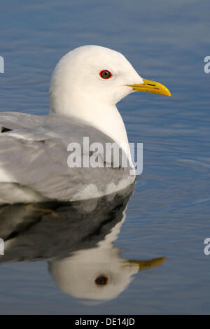 Gemeinsamen Möwe oder Mew Gull (Larus Canus), Porträt, Tromsoe, Troms, Norwegen, Skandinavien, Europa Stockfoto