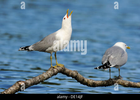 Gemeinsamen Möwen oder Mew Möwen (Larus Canus), verließ Zuchtpaar, männliche aufrufen, Tromsoe, Troms, Norwegen, Skandinavien, Europa Stockfoto