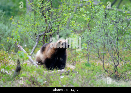 Wolverine, Vielfraß, Carcajou, Skunk-Bär, Quickhatch oder Gulon (Gulo Gulo), Troms, Nordnorwegen, Norwegen, Skandinavien, Eoropa Stockfoto