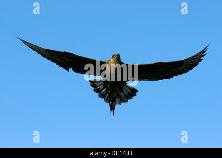 Parasitäre Jaeger, Arctic Skua oder parasitäre Skua (Stercorarius Parasiticus), fliegen, Flatanger, Nordtrondelag, Norwegen Stockfoto