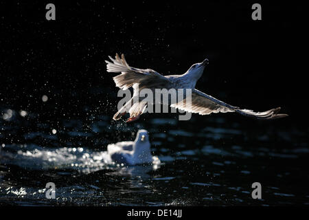 Europäische Silbermöwe (Larus Argentatus), juvenile fliegen über Wasser, Hintergrundbeleuchtung, Flatanger, Nordtrondelag, Norwegen, Skandinavien Stockfoto