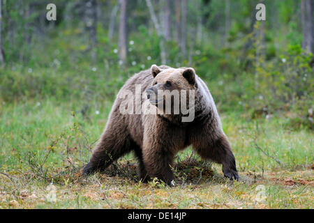 Braunbär (Ursus Arctos), weibliche in einem finnischen Sumpf, Martinselkonen, Karelien, Finnland, Osteuropa Stockfoto