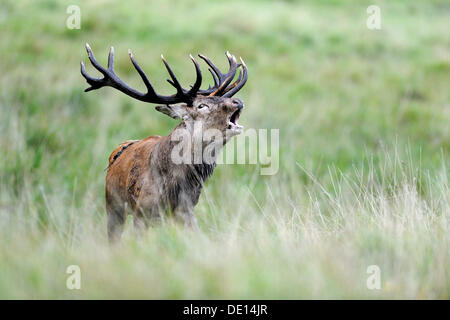 Rothirsch (Cervus Elaphus) hallten Hirsch in der Brunft Klampenborg, Kopenhagen, Dänemark, Skandinavien, Europa Stockfoto