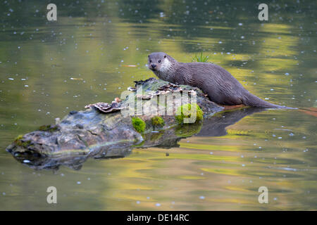 Fischotter (Lutra Lutra), ruht auf einem Baumstamm Sihl Wald, Schweiz, Europa Stockfoto