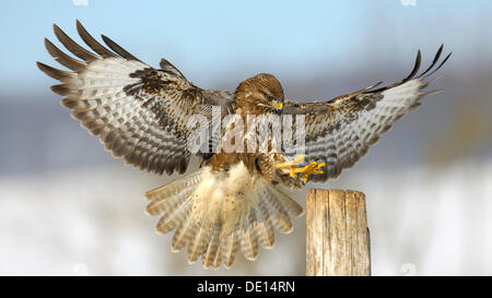 Mäusebussard (Buteo Buteo) Landung auf einem Mast, Biosphärenreservat, Schwäbische Alb, Baden-Württemberg Stockfoto