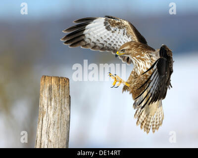 Mäusebussard (Buteo Buteo) Landung auf einem Mast, Biosphärenreservat, Schwäbische Alb, Baden-Württemberg Stockfoto