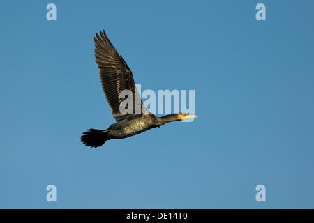 Kormoran (Phalacrocorax Carbo) im Flug, Stuttgart, Baden-Württemberg Stockfoto