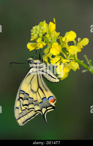 Alten Welt Schwalbenschwanz (Papilio Machaon), frisch geschlüpften Schmetterling, Biosphärenreservat, Schwäbische Alb, Baden-Württemberg Stockfoto