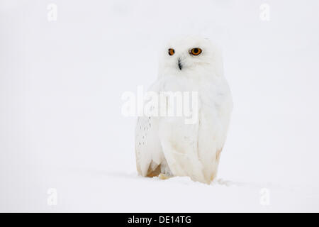 Schnee-Eule (Bubo Scandiacus), männliche in einem Schneesturm, Finnisch Lappland, Finnland, Skandinavien, Europa Stockfoto