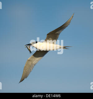 Brandseeschwalbe (Sterna Sandvicensis), im Flug mit einem kleinen Fisch in seinen Schnabel, Texel, Watteninseln, Niederlande, Holland Stockfoto