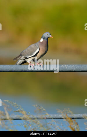 Holz-Taube (Columba Palumbus), Texel, Watteninseln, Deutschland, Holland, Europa Stockfoto